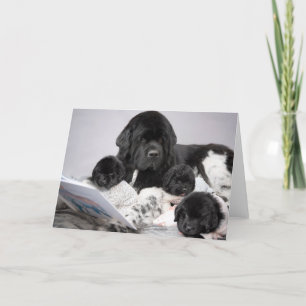 Notta Bear Puppy Grußkarte Karte