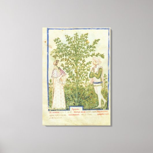 Nouv Acq Lat Celery von 'Tacuinum Sanitatis' Leinwanddruck (Vorderseite)