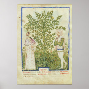 Nouv Acq Lat Celery von 'Tacuinum Sanitatis' Poster