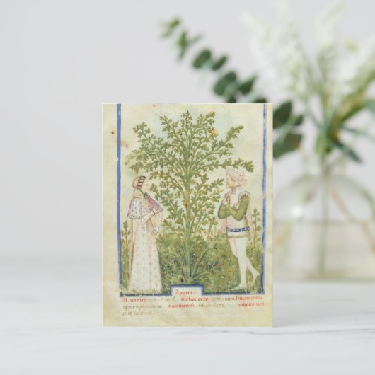 Nouv Acq Lat Celery von 'Tacuinum Sanitatis' Postkarte (Stehend Vorderseite)