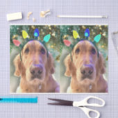 Nova, das goldene Retriever Weihnachtszettel Seidenpapier (Handwerk)