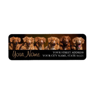 Nova Scotia Duck Tollers: Rücksendeadresse