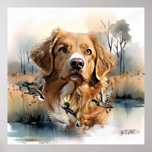 Nova Scotia Duck Tolling Retriever, Art Poster