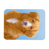 Nova Scotia Duck Tolling Retriever Dog Painting Magnet (Horizontal)