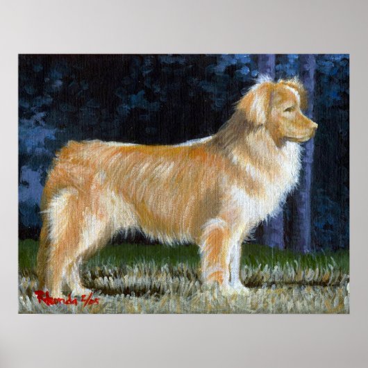 Nova Scotia Duck Tolling Retriever Dog Portrait Poster (Vorne)