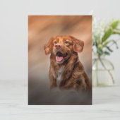 Nova Scotia Duck Tolling Retriever Einladung (Stehend Vorderseite)