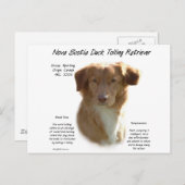Nova Scotia Duck Tolling Retriever History Design Postkarte (Vorne/Hinten)