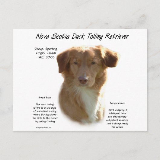 Nova Scotia Duck Tolling Retriever History Design Postkarte (Vorderseite)
