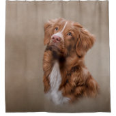 Nova Scotia Duck Tolling Retriever Hund Duschvorhang (Vorderseite)