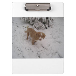 Nova_Scotia_Duck-Tolling_Retriever im Schnee Klemmbrett
