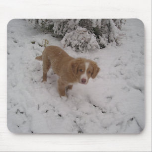 Nova_Scotia_Duck-Tolling_Retriever im Schnee Mousepad