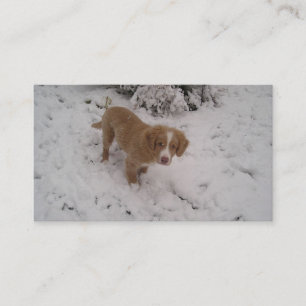Nova_Scotia_Duck-Tolling_Retriever im Schnee Visitenkarte