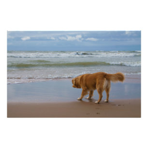 Nova Scotia Duck Tolling Retriever Ocean vorsichti Fotodruck