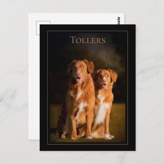 Nova Scotia Duck Tolling Retriever Postcard Postkarte (Vorne/Hinten)