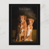 Nova Scotia Duck Tolling Retriever Postcard Postkarte (Vorderseite)