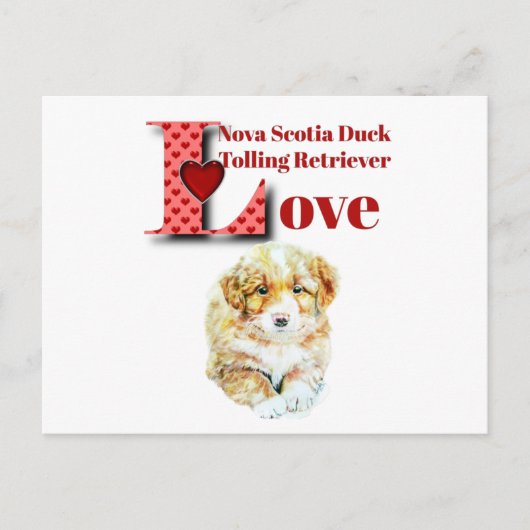 Nova Scotia Duck Tolling Retriever Postkarte (Vorderseite)