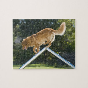 nova scotia duck tolling retriever puzzle