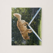 nova scotia duck tolling retriever puzzle (Vertikal)