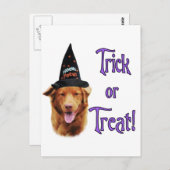 Nova Scotia Duck Tolling Retriever Trick Postkarte (Vorne/Hinten)