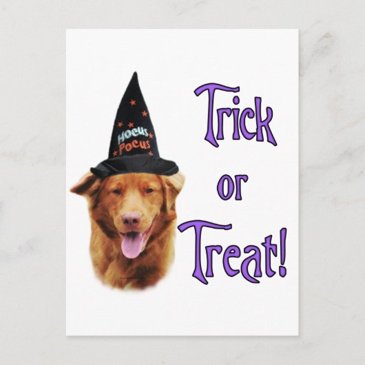 Nova Scotia Duck Tolling Retriever Trick Postkarte (Vorderseite)