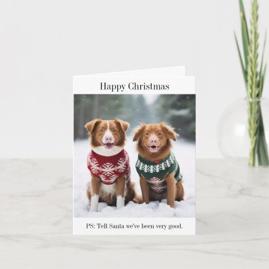 Nova Scotia Ducktolling Retrievers Weihnachtskarte Karte (Vorderseite)