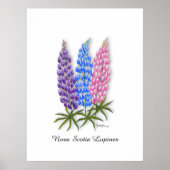 Nova Scotia Lupinen Poster (Vorne)