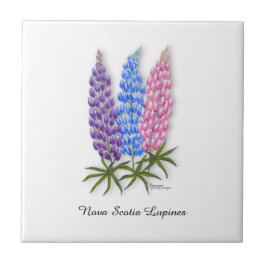 Nova Scotia Lupines Fliese