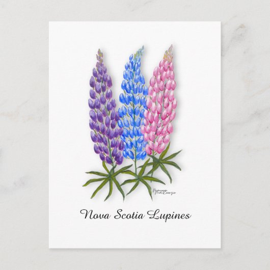Nova Scotia Lupines Postkarte (Vorderseite)
