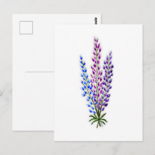 Nova Sotia Lupinen Postkarte