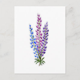 Nova Sotia Lupinen Postkarte