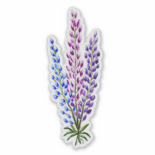 Nova Sotia Lupines Aufkleber (Vorderseite)