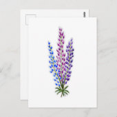 Nova Sotia Lupines Postkarte (Vorne/Hinten)