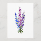 Nova Sotia Lupines Postkarte (Vorderseite)