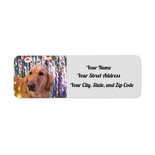 Nova The Golden Retriever - Santa Paws - Adresse