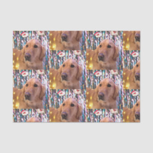 Nova the Golden Retriever Weihnachten Seidenpapier