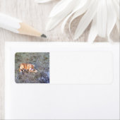 NovaScotiaDuck-TollingRetriever, das 2 legt (Insitu)