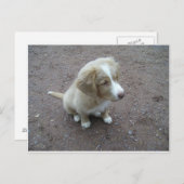 NovaScotiaDuckTollingRetriever Sitzung Postkarte (Vorne/Hinten)
