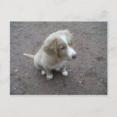 NovaScotiaDuckTollingRetriever Sitzung Postkarte (Vorderseite)