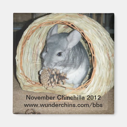 November Chinchilla 2012 Magnet (Vorne)