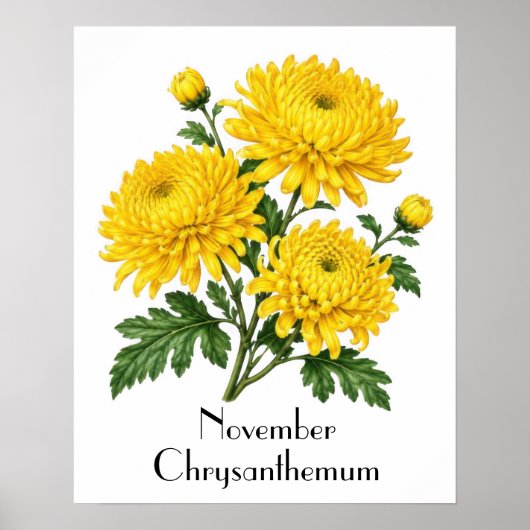 November-Chrysanthemenblüten Poster (Vorne)