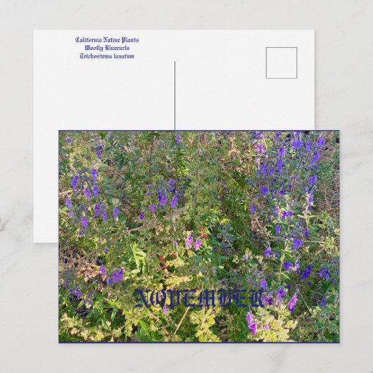 NOVEMBER POSTKARTE (Vorne/Hinten)