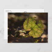 November Sun CC0303 Postkarte (Vorne/Hinten)