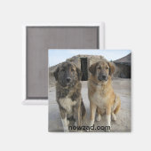 Nowzad Dogs Magnet (Vorderseite/Rückseite)