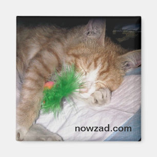 Nowzad Pablo Magnet
