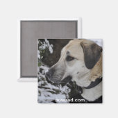 Nowzad Rescue Dog Kilo Magnet (Vorderseite/Rückseite)