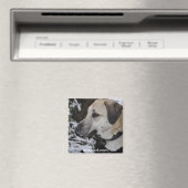 Nowzad Rescue Dog Kilo Magnet (In Situ (Geschirrspüler))