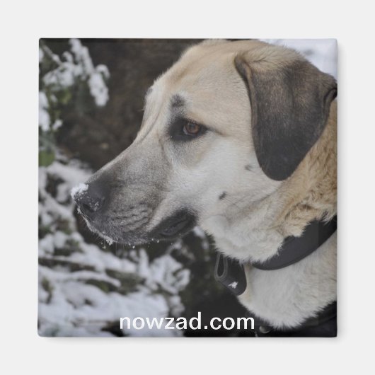 Nowzad Rescue Dog Kilo Magnet (Vorne)