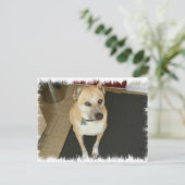 Nowzad Rescue Dog Postkarte (Stehend Vorderseite)