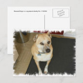 Nowzad Rescue Dog Postkarte (Vorne/Hinten)