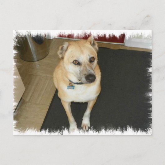 Nowzad Rescue Dog Postkarte (Vorderseite)